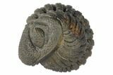 Wide, Bumpy Enrolled Morocops Trilobite #125160-1
